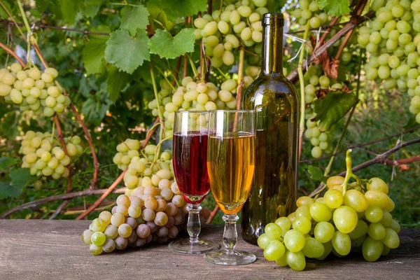 赤と白のブドウでワインを ぶどう畑の背景にヴィンテージの木製の背景の上にワインの瓶 背景としてブドウの葉を持つ枝にブドウの緑と黄色の果実の房 — ストック写真
