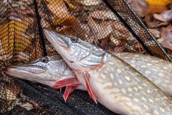 트로피 Pikes Esox 물에서 물고기 물고기와가에 단풍에 배경으로 — 스톡 사진