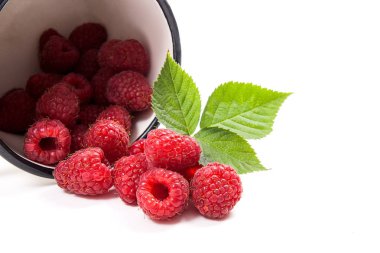 Beyaz fincan taze ahududu meyve ile görünümünü ve büyük yeşil yaprak ahududu Bush üzerinde beyaz adam izole kapatmak