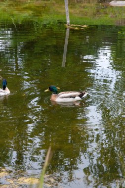 Geçen yaz saati gölette yeşilbaş ördek kapatın. Yaban ördeği - su kuşları ördek müfreze aileden bir kuş. En ünlü ve ortak yaban ördeği. Kuşlar, yaban hayatı