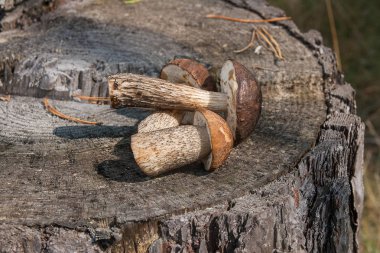 Birkaç yenilebilir mantar kahverengi kap çörek çörek badius bilinen şaşırtıcı sonbahar hasat. Ahşap sonbahar güneşli kahverengi kap çörek doğal ahşap zemin üzerinde kompozisyon grup yenilebilir mantar.