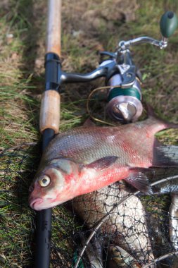 İyi yakaladın. Sadece büyük tatlı su ortak çipura bronz çipura veya sazan balığı (Abramis brama) ve olta ile reel balıkçılık ile açılış net olarak bilinen yakala su alınan kadar görünümü kapatın