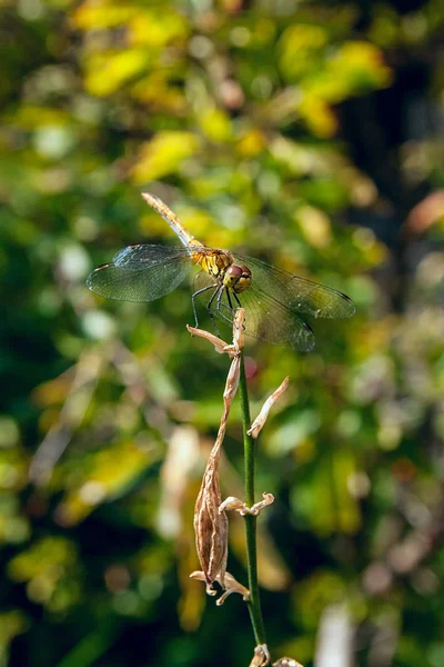 Dragonfly Zittend Droge Tak Mooie Libel Sympetrum Dragonfly Sympetrum Flaveolum — Stockfoto