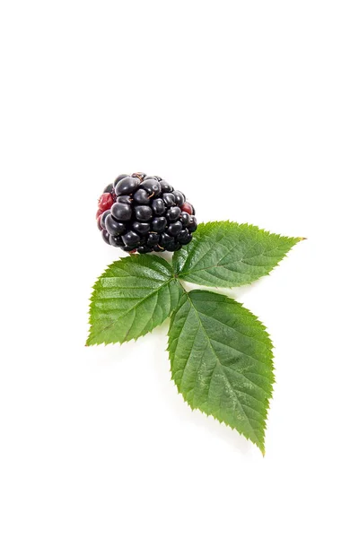 Close View Fresh Blackberry Fruit Green Leaf Blackberry Bush Isolated — Stock Photo, Image