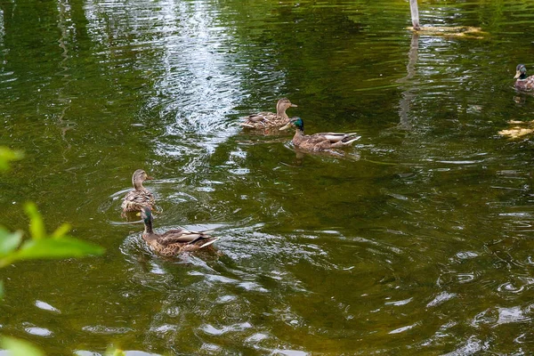 Mallard Ένα Πουλί Από Την Οικογένεια Των Παπιών Αποκόλληση Των — Φωτογραφία Αρχείου