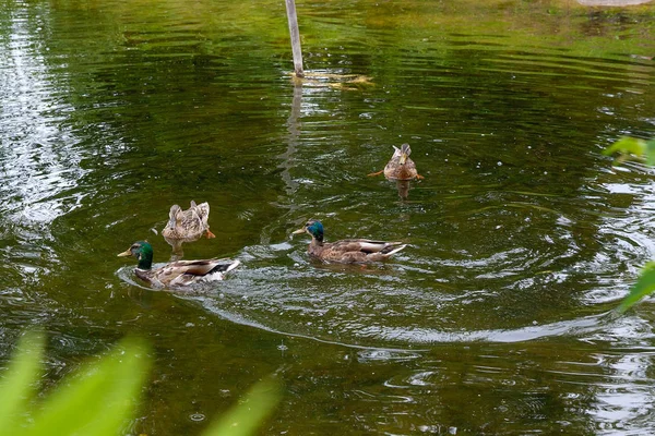 Mallard Bird Family Ducks Detachment Waterfowl Most Famous Common Wild — Stock Photo, Image