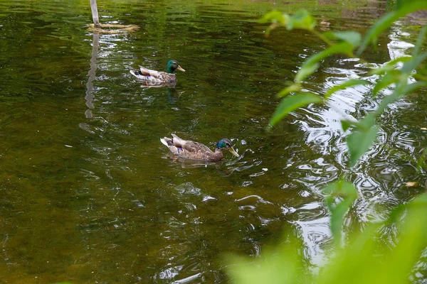 Δύο Mallard Πάπιες Ένα Πέρασμα Μια Λίμνη Κατά Μήκος Της — Φωτογραφία Αρχείου