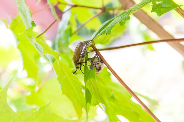 月として知られている つの欧州の甲虫害虫 一般的な Cockchafer Melolontha のビューを閉じるバグまたは夏時にメープル ツリー ブランチの蟻地獄 青もみじを食べる つのコガネムシ — ストック写真