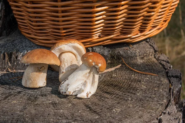 Skördas Hösten Fantastiska Ätliga Svampar Boletus Edulis Kallas Karljohanssvamp Sammansättningen — Stockfoto