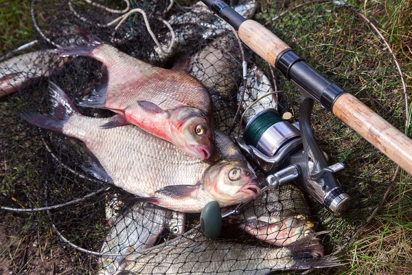 Good catch. Just taken from the water big freshwater common bream known as bronze bream or carp bream (Abramis brama) and fishing rod with reel on landing net with fishery catch in it