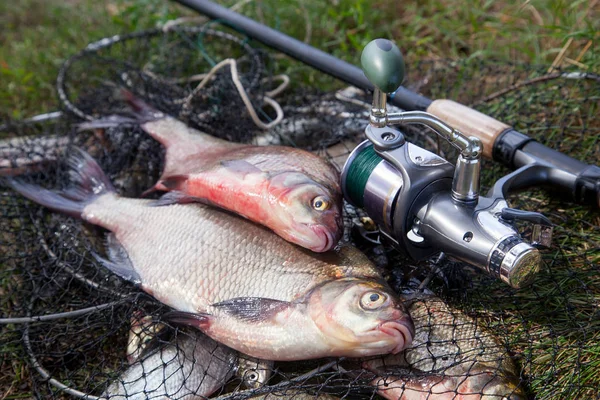 Good catch. Just taken from the water big freshwater common bream known as bronze bream or carp bream (Abramis brama) and fishing rod with reel on landing net with fishery catch in it