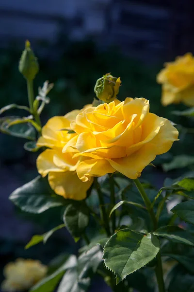 Eine Leuchtend Gelb Blühende Rose Garten Schöne Gelbe Rose Die — Stockfoto
