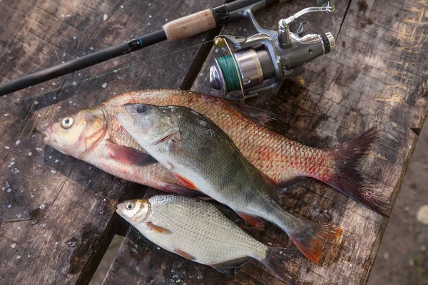 Good catch concept. Big freshwater common bream known as bronze bream or carp bream (Abramis brama), white bream or silver bream, big freshwater perch and fishing rod with reel on vintage wooden background