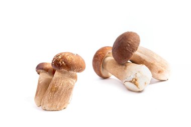 Şaşırtıcı yenilebilir mantar boletus mantarı sonbahar hasat (Kral bolete) porcini mantar bilinir. Porcini mantar ön ve arka arka plan beyaz arka plan üzerinde izole çeşitli