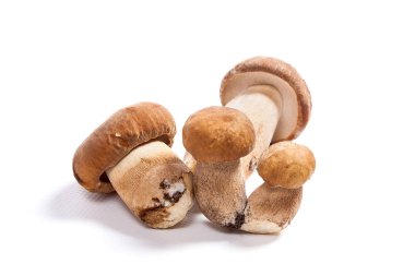 Şaşırtıcı yenilebilir mantar boletus mantarı sonbahar hasat (Kral bolete) izole üzerinde beyaz arka plan porcini mantar olarak bilinen