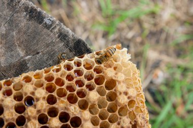 Tatlı bal ile petek üzerinde çalışma arı görünümü kapatın. Arı kovanı vintage ahşap arka plan üzerinde tatlı bal ile gelen sarı petek parçası. Güzel sarı petek arı bal toplanan