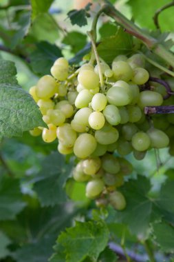 Yeşil ve sarı çilek üzüm bağ sonbahar yaprakları ile dalı. Taze olgun sulu üzüm RIPing bağ dallarında üzerinde