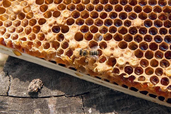 Zblízka Pohled Pracovní Bee Honeycomb Sladkým Medem Kus Žluté Voštinový — Stock fotografie