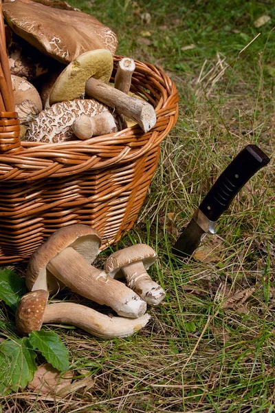 Skördas Hösten Fantastiska Ätliga Svampar Boletus Edulis Konungen Kantarell Kallas — Stockfoto