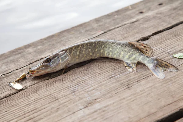 Freshwater Northern Pike Fish Know Esox Lucius Lure Mouth Lying — Fotografia de Stock