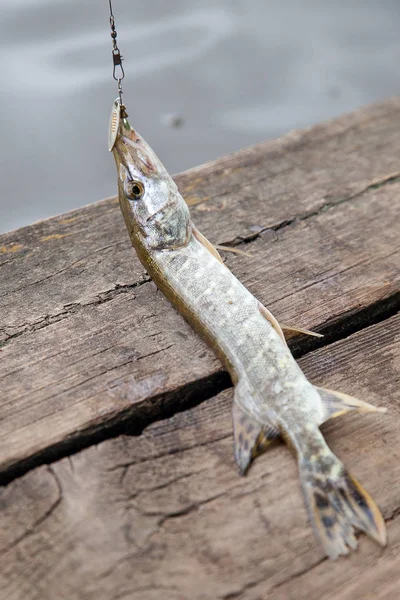 Пресноводная Северная Щука Известна Esox Lucius Приманкой Рту Лежащей Винтажном — стоковое фото