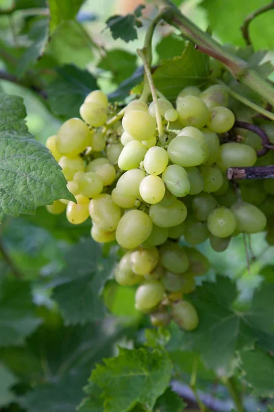 Bayas Verdes Amarillas Uvas Rama Con Hojas Viña Otoño Uvas — Foto de Stock