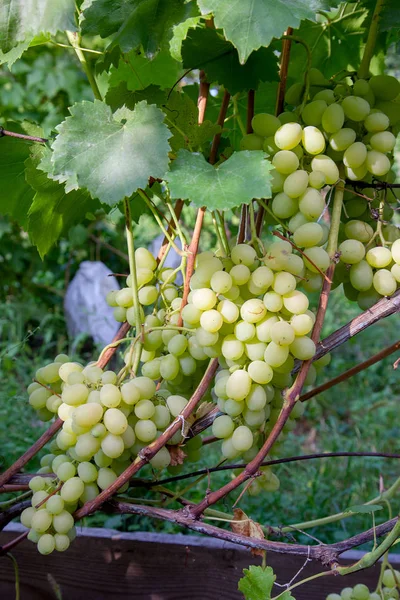 Pęczki Zielonych Żółtych Jagód Winogron Oddział Liści Winnicy Jesieni Świeże — Zdjęcie stockowe