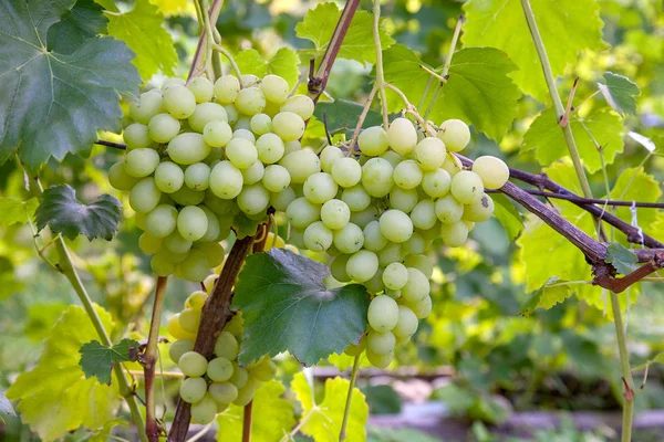 Bando Bagas Verdes Amarelas Uvas Ramo Com Folhas Vinha Outono — Fotografia de Stock