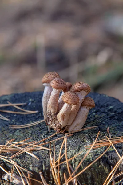 Ernte Der Essbaren Pilze Honig Agarics Als Armillaria Mellea Auf — Stockfoto
