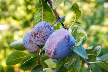 Dalları olgunlaşmış erikleri kapatın. Meyve bahçesindeki bir ağaç dalında olgunlaşmış erikler. Meyve bahçesindeki erik ağacı dalında yeşil yapraklı taze organik meyvelerin görüntüsü