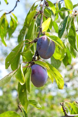 Dalları olgunlaşmış erikleri kapatın. Meyve bahçesindeki bir ağaç dalında olgunlaşmış erikler. Meyve bahçesindeki erik ağacı dalında yeşil yapraklı taze organik meyvelerin görüntüsü