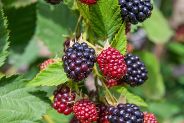 Kırmızı ve siyah yabani böğürtlen çalılar ve yeşil yaprakları arka planda bir güneşli yaz günü sırasında Bahçe dallarda. Blackberry bir demet görünümü kapatın. Bu kırmızı meyve antioksidan gücünü için bilinen