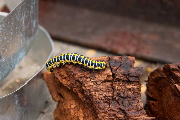 Hermosa Oruga Arrastra Sobre Pedazo Madera Marrón Viejo Caterpillar Old — Foto de Stock