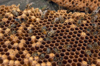 Tatlı bal ile petek üzerinde çalışma arı görünümü kapatın. Arı kovanı vintage ahşap arka plan üzerinde tatlı bal ile gelen sarı petek parçası. Güzel sarı petek arı bal toplanan
