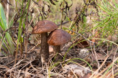 İki yenilebilir orman mantar kahverengi kap çörek sonbahar ormana düşen yapraklar ve otların arasında büyüyen görünümünü kapat