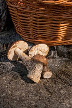 Birkaç yenilebilir mantar kahverengi kap çörek çörek badius bilinen şaşırtıcı sonbahar hasat. Ahşap sonbahar güneşli kahverengi kap çörek doğal ahşap zemin üzerinde kompozisyon grup yenilebilir mantar.