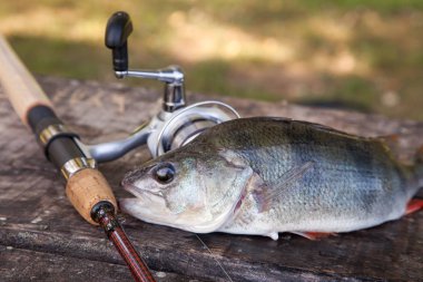 Antika ahşap arka plan üzerinde yalan makara ile tatlı su levrek ve olta görünümünü kapatın. Balık tutma kavramı, kupa - sadece su ve balık tutmak için ekipmanlar vintage ahşap zemin üzerine alınan büyük tatlı su levrek balık balık tutma
