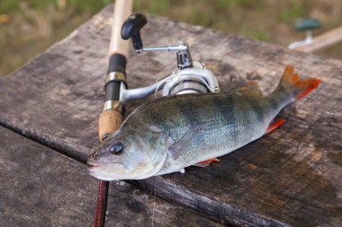 Tatlı su levrek ve olta ile reel vintage ahşap arka plan üzerinde yalan. Balık tutma kavramı, kupa yakalamak - sadece su ve balık tutmak için ekipmanlar vintage ahşap zemin üzerine alınan büyük tatlı su levrek balığı