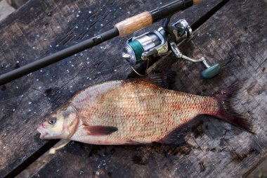 Balık tutma kavramı, kupa catch - yeni su büyük tatlı su ortak çipura bronz çipura veya sazan balığı (Abramis brama) ve olta ile reel vintage ahşap arka plan üzerinde olarak bilinen çekilen