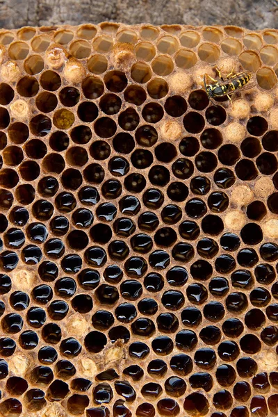 甘い蜂蜜とハニカムのビューを閉じます ヴィンテージの木製の背景の上に甘い蜂蜜黄色いハチの巣状の部分 — ストック写真