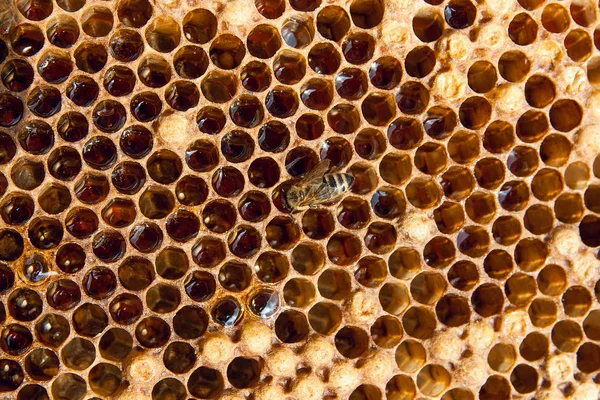 Zblízka Pohled Pracovní Bee Honeycomb Sladkým Medem Kus Žluté Voštinový — Stock fotografie