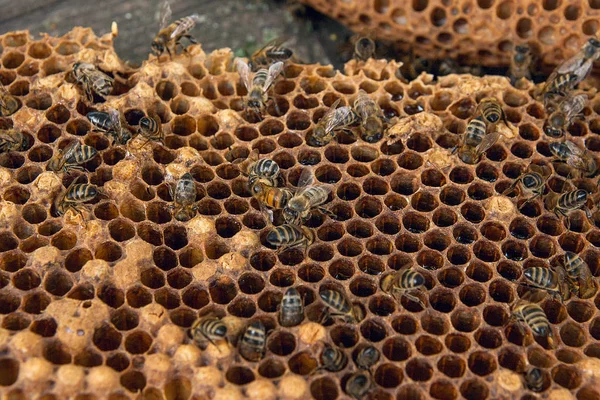 Tatlı bal ile petek üzerinde çalışma arı görünümü kapatın. Arı kovanı vintage ahşap arka plan üzerinde tatlı bal ile gelen sarı petek parçası. Güzel sarı petek arı bal toplanan