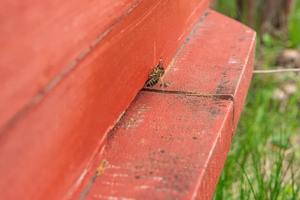 Plusieurs Abeilles Entrée Ruche Dans Rucher Abeilles Occupées Vue Rapprochée — Photo