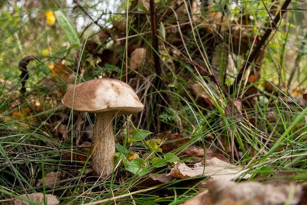 Forest mushroom brown cap boletus growing in the autumn forest among fallen leaves, moss and grass. Edible mushroom bay bolete (Boletus badius) on sunny autumn day in wood