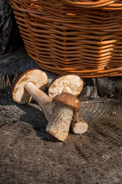 Harvested at autumn amazing several edible mushrooms brown cap boletus known as boletus badius. Composition of group edible mushrooms brown cap boletus on natural wooden background on sunny autumn day in wood.