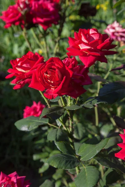 Klarröd Blommande Rosor Trädgården Vackra Röda Rosenbuske Växer Blomma Säng — Stockfoto