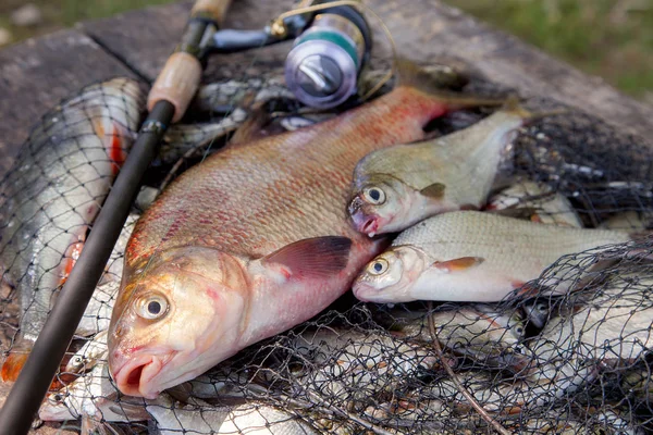 Balık Tutma Kavramı Kupa Catch Büyük Tatlı Ortak Çipura Bronz — Stok fotoğraf