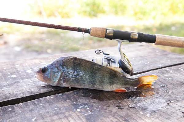 Freshwater perch and fishing rod with reel lying on vintage wooden background. Fishing concept, trophy catch - big freshwater perch fish just taken from the water and fishing equipment on vintage wooden background