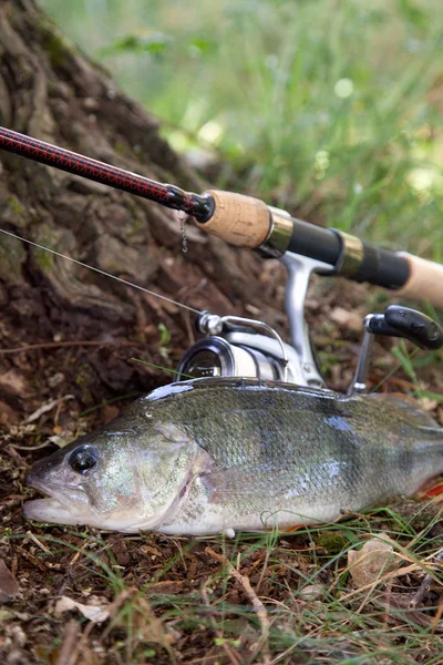Freshwater perch and fishing rod with reel on natural background. Fishing concept, trophy catch - big freshwater perch fish just taken from the water on natural background and fishing rod with reel