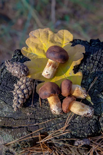 Essbare Waldpilze Mit Kastanienkappen Auf Einem Alten Holzstumpf Einem Herbstlichen — Stockfoto